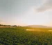 top view vines Bessa Valley