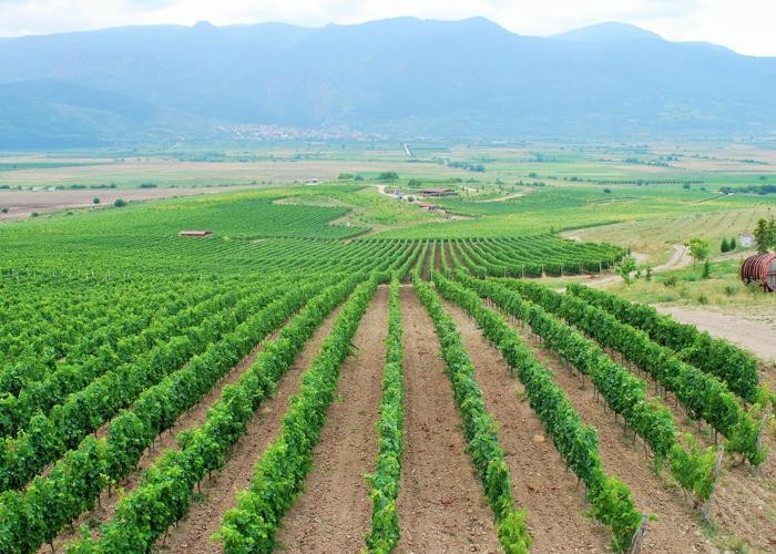 Panoramic view of the Bessa Valley vineyards in Bulgaria
